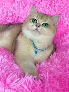 Британська золота шиншилла