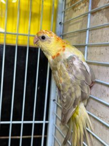 Певчий попугай, співочий папуга, яскраві папужки для співу