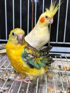 Певчий попугай, співочий папуга, яскраві папужки для співу