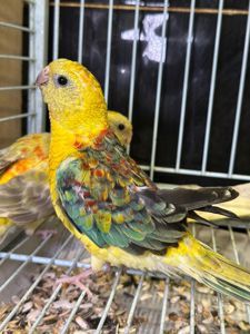 Певчий попугай, співочий папуга, яскраві папужки для співу