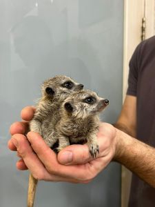 Сурикаты, ручные сурикаты малыши и взрослые