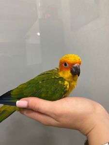 Аратинга, sun aratinga, ручной попугай для семьи