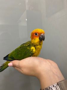 Аратинга, sun aratinga, ручной попугай для семьи