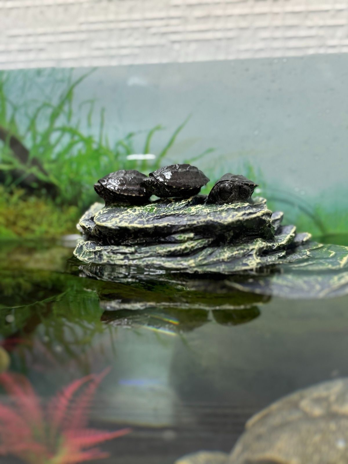 Водяна черепаха Мускусна, карликова черепашка міні