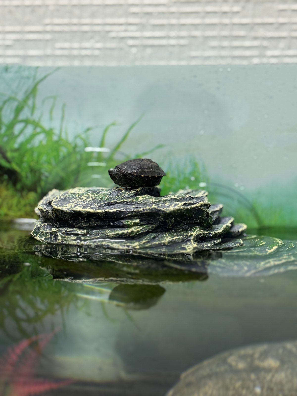 Водяна черепаха Мускусна, карликова черепашка міні