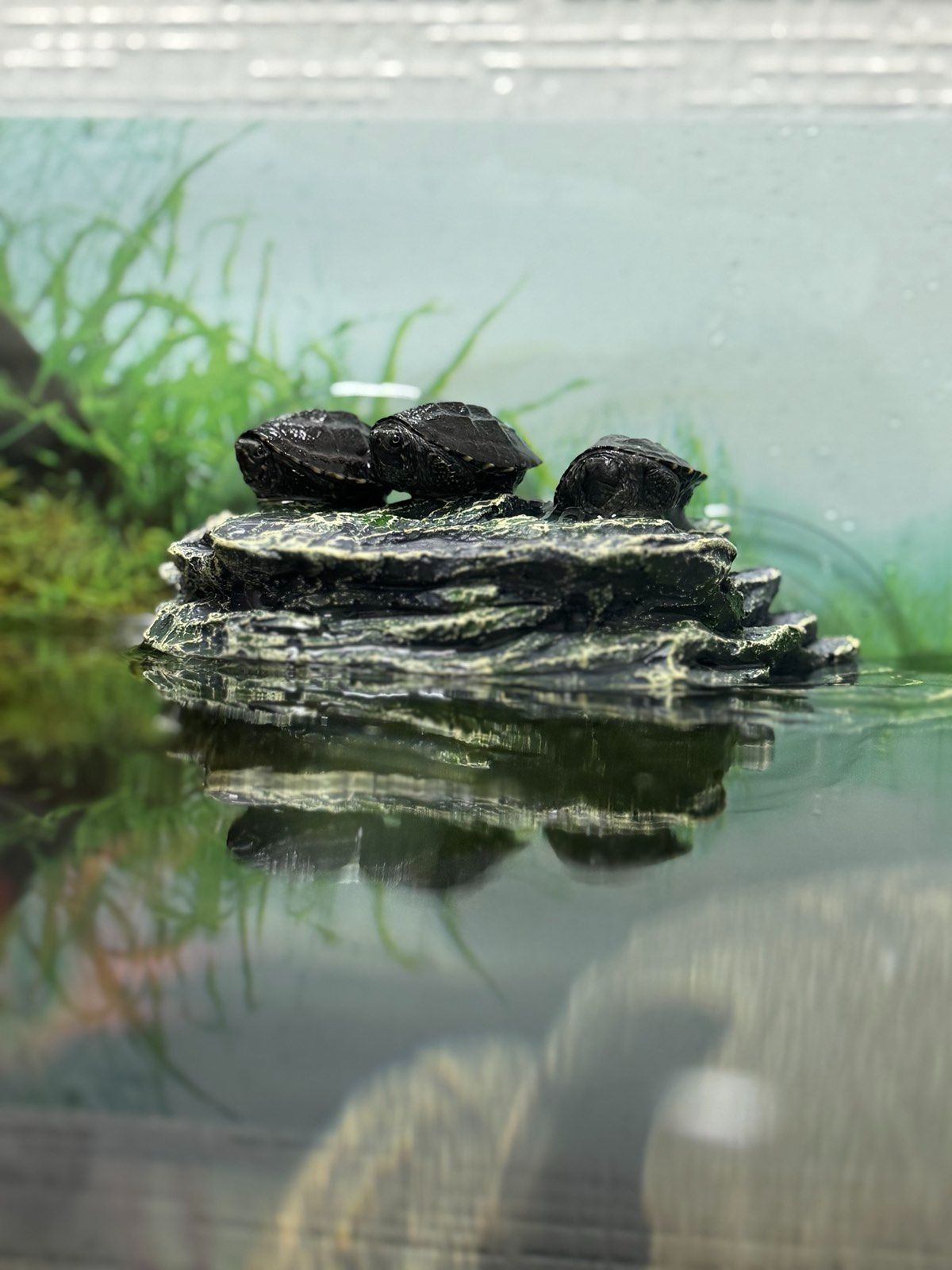 Водяна черепаха Мускусна, карликова черепашка міні