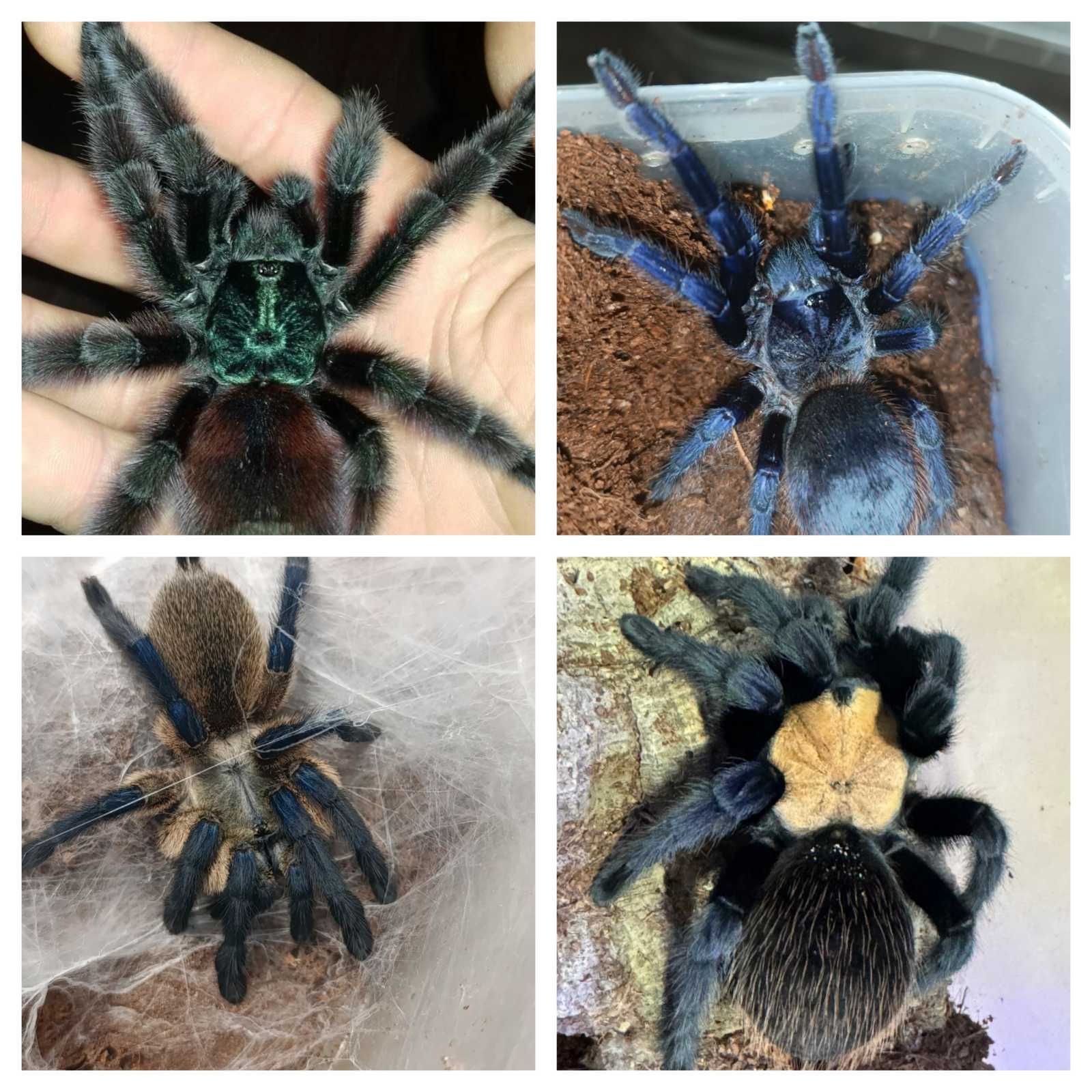 Пауки птициеды