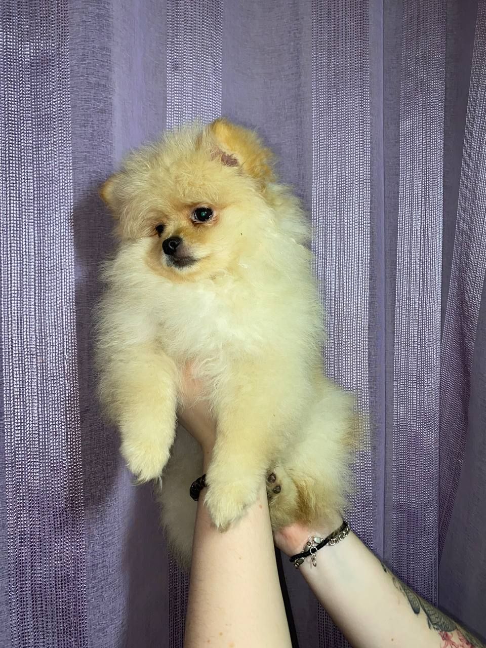 Памаранчевые шпицы