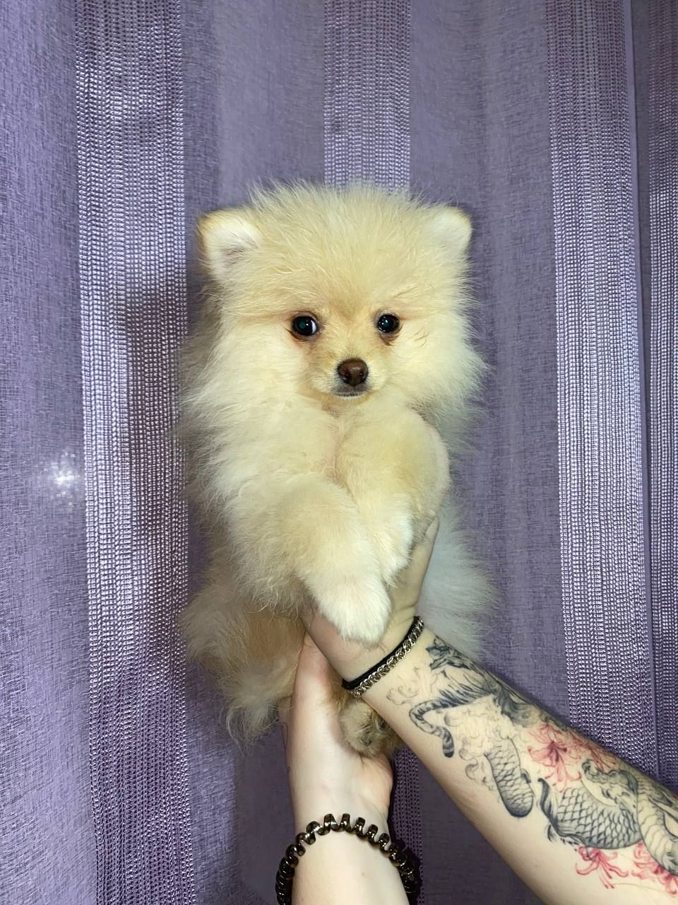 Памаранчевые шпицы