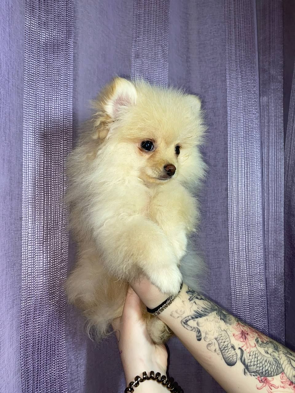 Памаранчевые шпицы