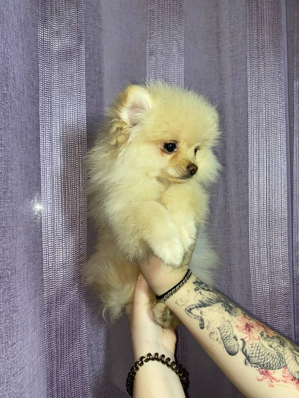 Памаранчевые шпицы