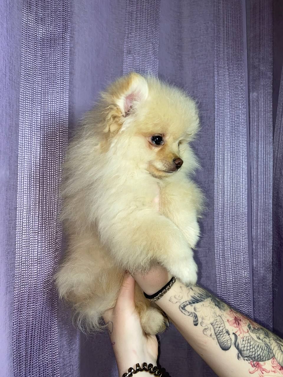 Памаранчевые шпицы