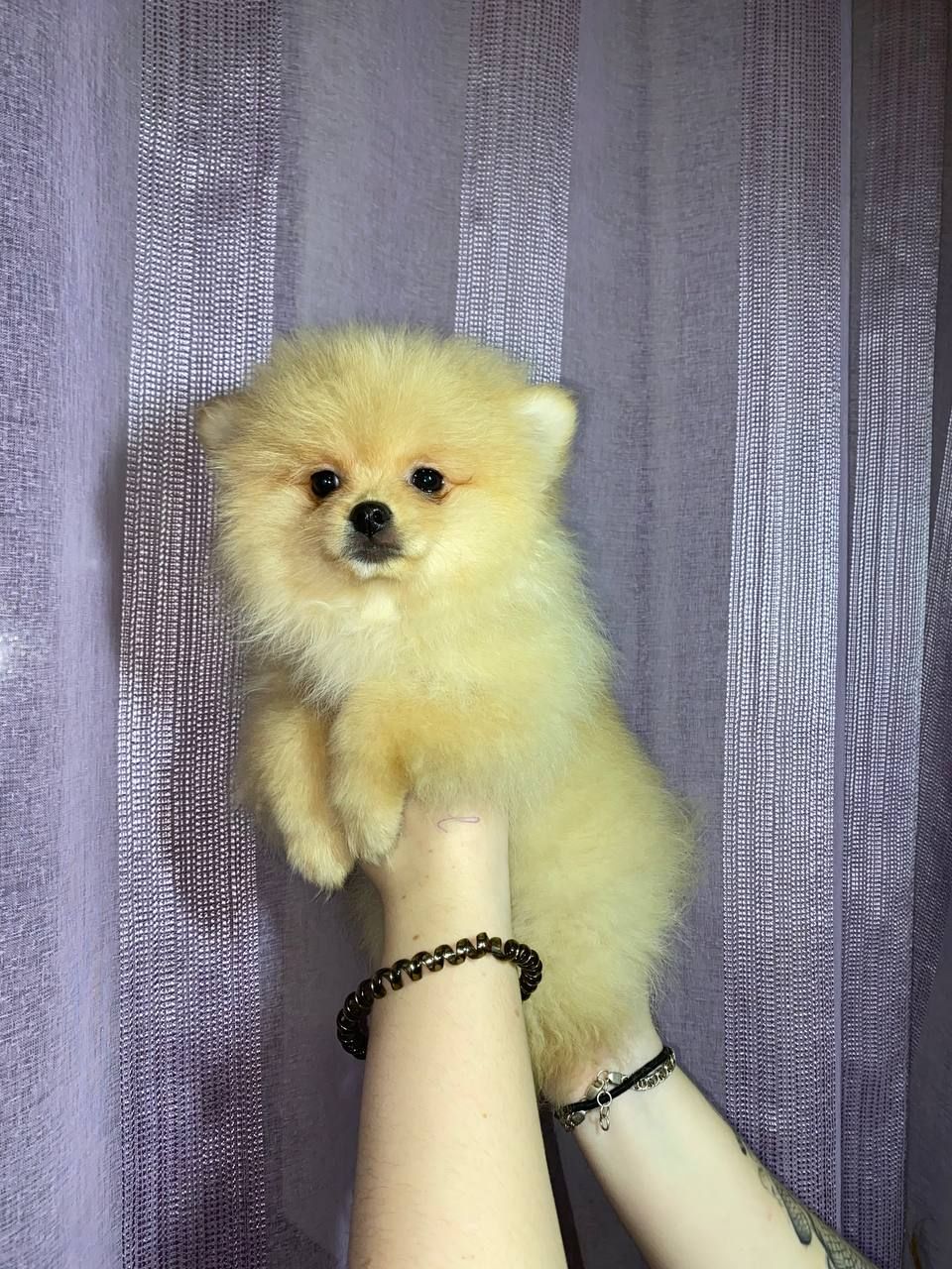 Памаранчевые шпицы