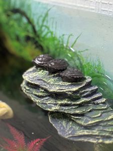 Водяна черепаха Мускусна, карликова черепашка міні