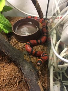 Ручная яркая змея для новичка королевская молочная гондурасская змея