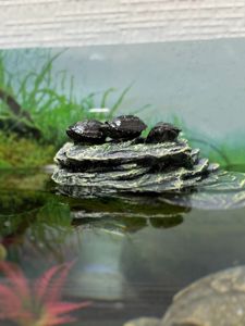 Водяна черепаха Мускусна, карликова черепашка міні