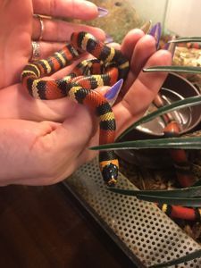 Ручная яркая змея для новичка королевская молочная гондурасская змея