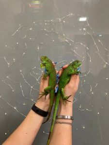 Маленькі ігуани - домашняя ящерица малыши, игуаны