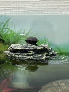 Водяна черепаха Мускусна, карликова черепашка міні