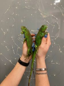 Маленькі ігуани - домашняя ящерица малыши, игуаны