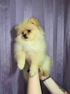 Памаранчевые шпицы