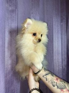 Памаранчевые шпицы