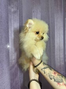 Памаранчевые шпицы