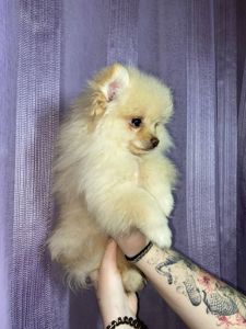 Памаранчевые шпицы