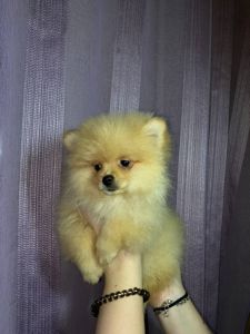 Памаранчевые шпицы