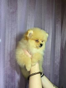 Памаранчевые шпицы