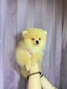 Памаранчевые шпицы