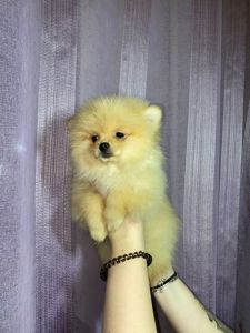 Памаранчевые шпицы