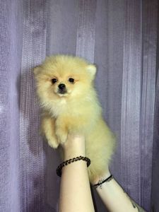 Памаранчевые шпицы