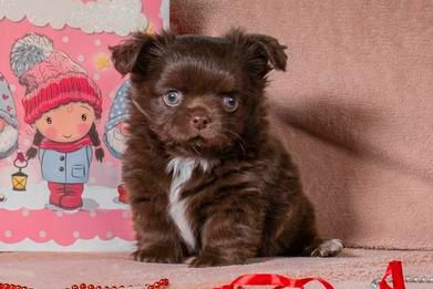 Цуценя чихуахуа- неймовірно красивий шоколадний хлопчик!