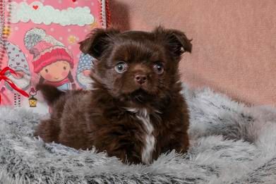 Цуценя чихуахуа- неймовірно красивий шоколадний хлопчик!