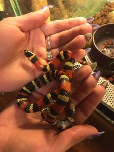 Ручная яркая змея для новичка королевская молочная гондурасская змея