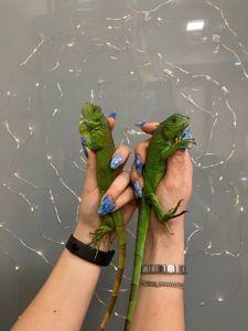 Маленькі ігуани - домашняя ящерица малыши, игуаны