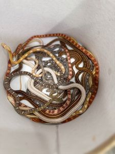 Маисовый полоз или пятнистый лазающий полоз