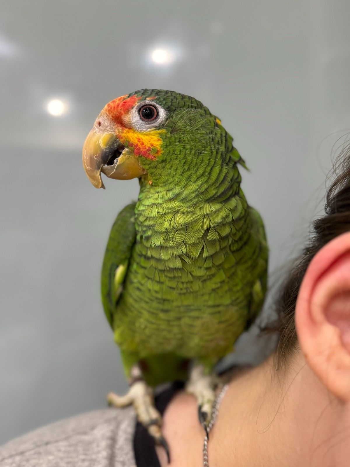 Попугай Амазон зеленый - ручные птенцы выкормыши