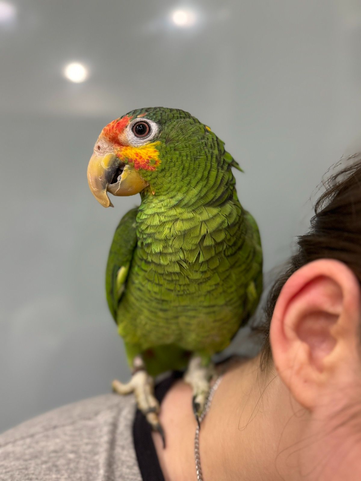 Попугай Амазон зеленый - ручные птенцы выкормыши