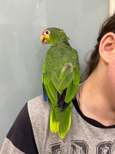 Попугай Амазон зеленый - ручные птенцы выкормыши