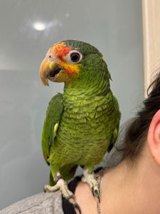 Попугай Амазон зеленый - ручные птенцы выкормыши