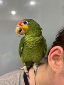 Попугай Амазон зеленый - ручные птенцы выкормыши