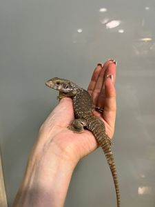 Капский варан, степной варан малыши