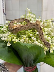 Карликова змія для початківця та любителів - свинорилий вуж