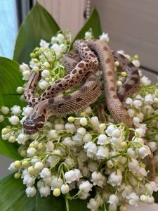 Карликова змія для початківця та любителів - свинорилий вуж