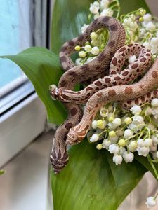 Карликова змія для початківця та любителів - свинорилий вуж