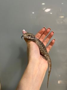 Капский варан, степной варан малыши