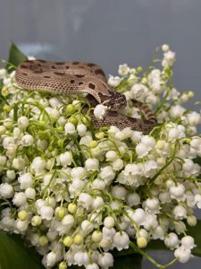 Карликова змія для початківця та любителів - свинорилий вуж