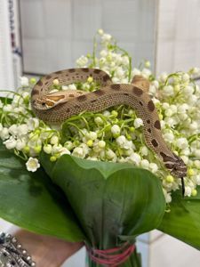 Карликова змія для початківця та любителів - свинорилий вуж